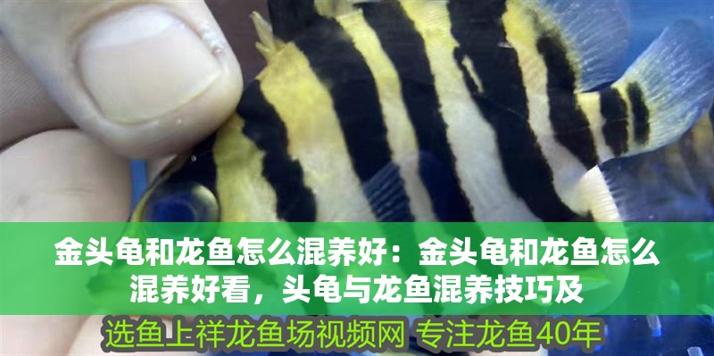 金頭龜和龍魚怎么混養好：金頭龜和龍魚怎么混養好看，頭龜與龍魚混養技巧及