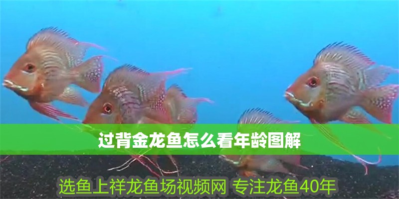 過背金龍魚怎么看年齡圖解