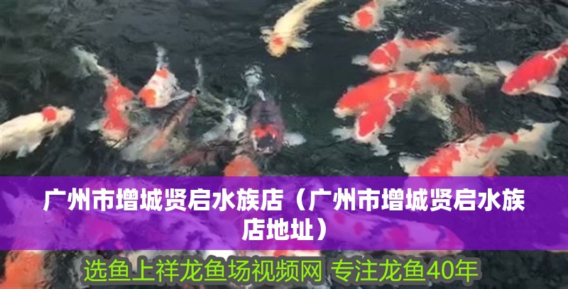 廣州市增城賢啟水族店（廣州市增城賢啟水族店地址）