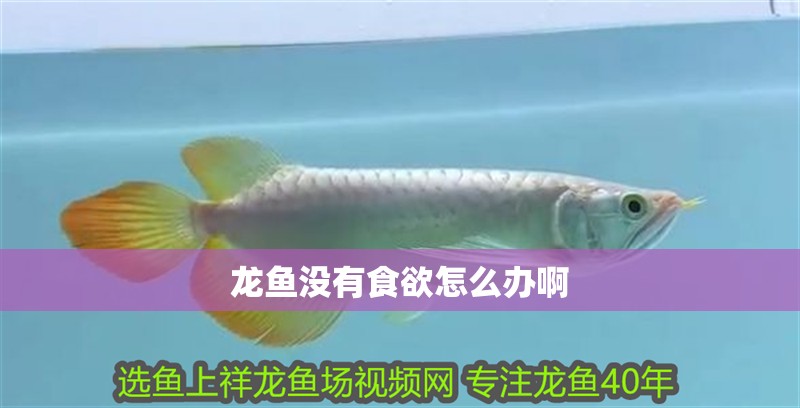 龍魚沒有食欲怎么辦啊