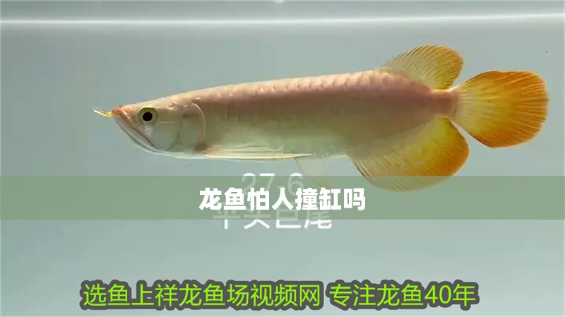 龍魚怕人撞缸嗎