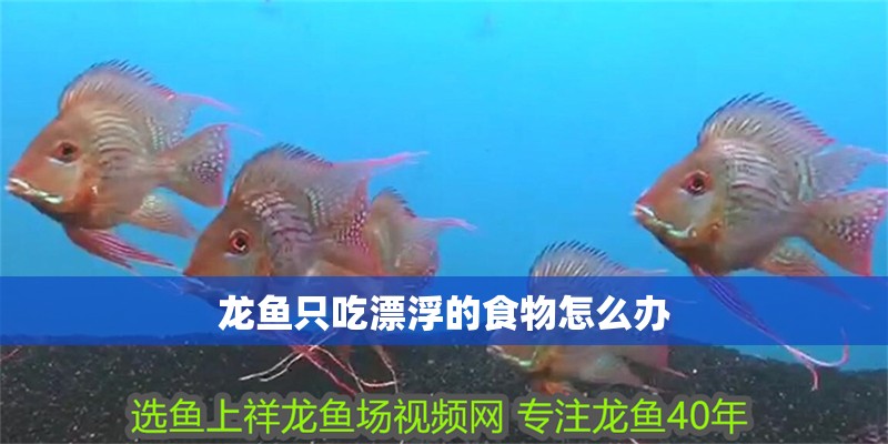 龍魚只吃漂浮的食物怎么辦