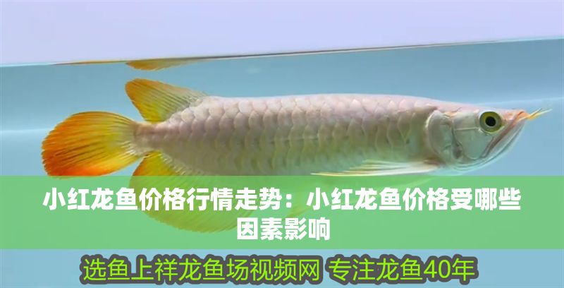 小紅龍魚價格行情走勢：小紅龍魚價格受哪些因素影響