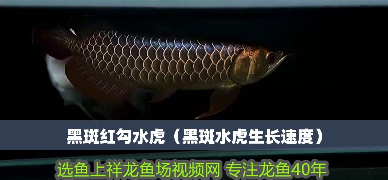 黑斑紅勾水虎（黑斑水虎生長速度） 黑斑紅勾水虎（黑斑水虎生長速度） 虎魚百科