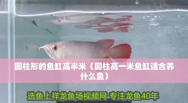 圓柱形的魚(yú)缸高半米（圓柱高一米魚(yú)缸適合養(yǎng)什么魚(yú)）