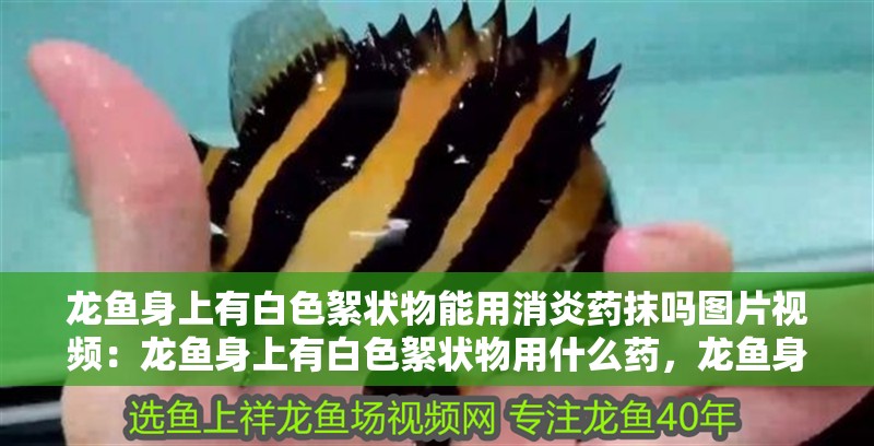 龍魚身上有白色絮狀物能用消炎藥抹嗎圖片視頻：龍魚身上有白色絮狀物用什么藥，龍魚身上現白色絮狀物，能否用消炎藥及用藥指南
