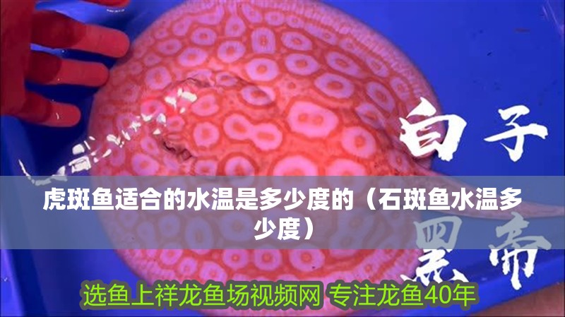 虎斑魚適合的水溫是多少度的（石斑魚水溫多少度）