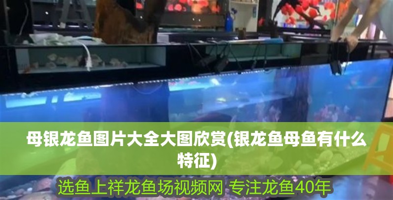 母銀龍魚圖片大全大圖欣賞(銀龍魚母魚有什么特征)