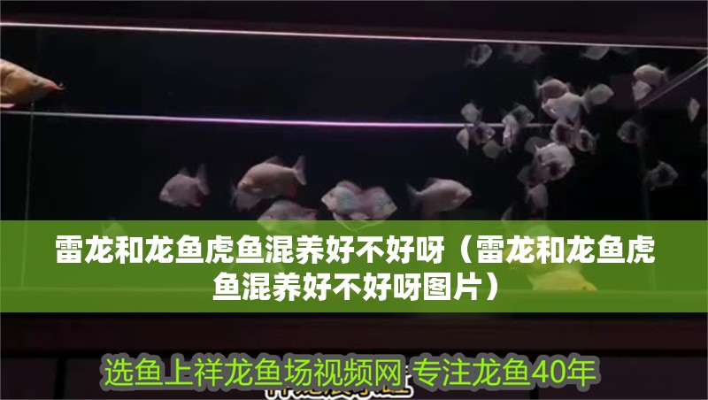 雷龍和龍魚虎魚混養好不好呀（雷龍和龍魚虎魚混養好不好呀圖片）