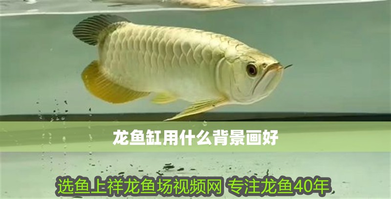 龍魚缸用什么背景畫好