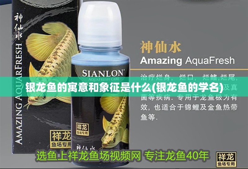 銀龍魚的寓意和象征是什么(銀龍魚的學(xué)名)