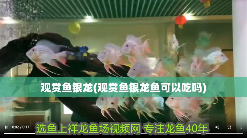 觀賞魚銀龍(觀賞魚銀龍魚可以吃嗎)