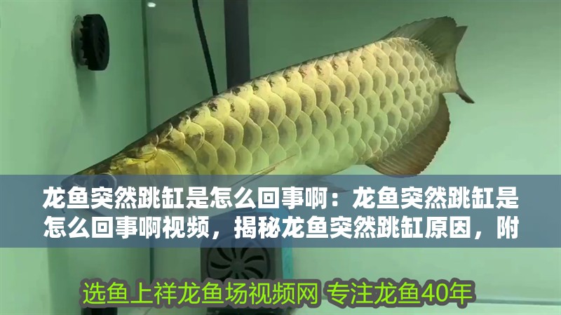 龍魚突然跳缸是怎么回事啊：龍魚突然跳缸是怎么回事啊視頻，揭秘龍魚突然跳缸原因，附