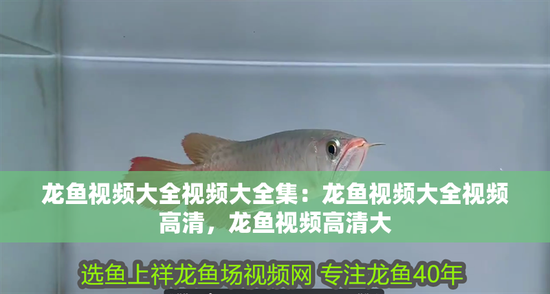 龍魚視頻大全視頻大全集：龍魚視頻大全視頻高清，龍魚視頻高清大
