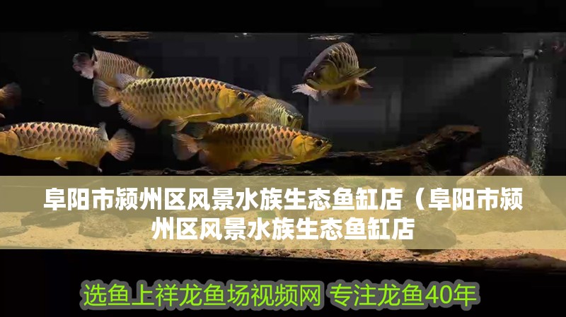 阜陽市潁州區風景水族生態魚缸店（阜陽市潁州區風景水族生態魚缸店
