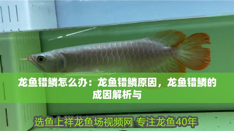 龍魚錯鱗怎么辦：龍魚錯鱗原因，龍魚錯鱗的成因解析與