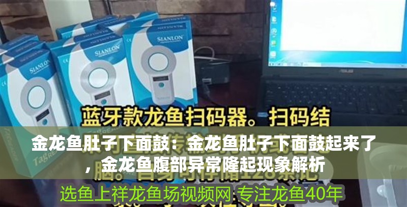金龍魚肚子下面鼓：金龍魚肚子下面鼓起來了，金龍魚腹部異常隆起現象解析