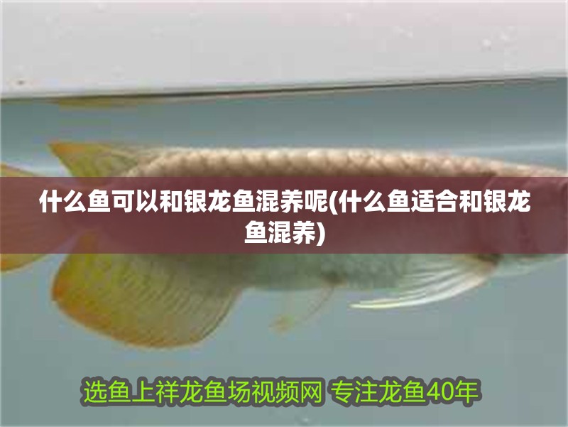 什么魚可以和銀龍魚混養(yǎng)呢(什么魚適合和銀龍魚混養(yǎng))