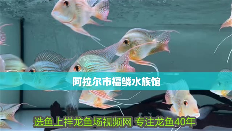 阿拉爾市福鱗水族館