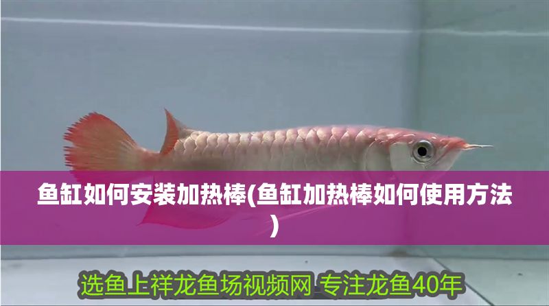 魚缸如何安裝加熱棒(魚缸加熱棒如何使用方法) 魚缸如何安裝加熱棒(魚缸加熱棒如何使用方法) 黃金貓魚百科 第1張