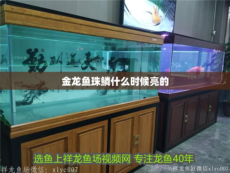金龍魚珠鱗什么時(shí)候亮的