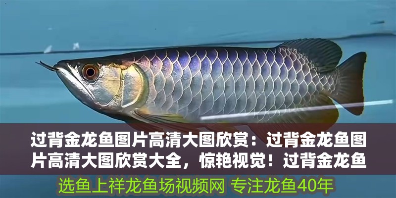過背金龍魚圖片高清大圖欣賞：過背金龍魚圖片高清大圖欣賞大全，驚艷視覺！過背金龍魚高清大圖全覽