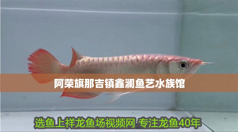 阿榮旗那吉鎮(zhèn)鑫瀾魚藝水族館