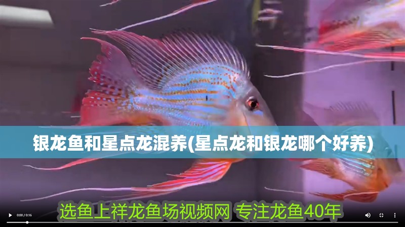 銀龍魚和星點龍混養(星點龍和銀龍哪個好養)