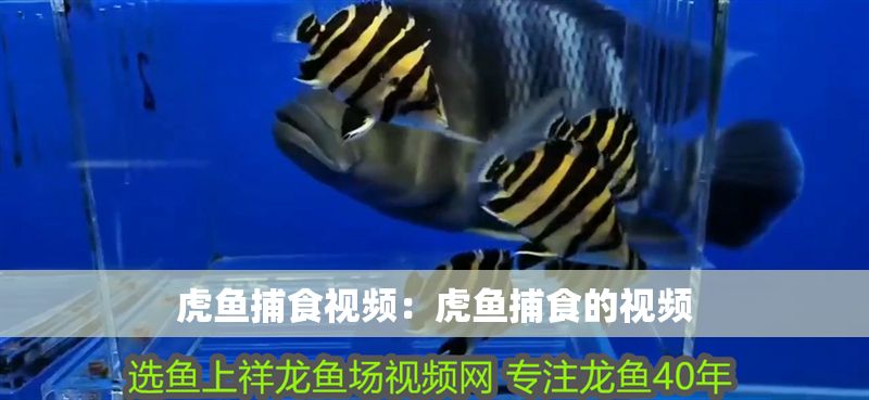 虎魚(yú)捕食視頻：虎魚(yú)捕食的視頻