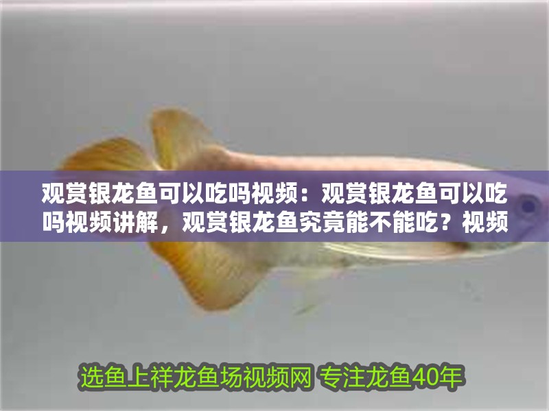 觀賞銀龍魚可以吃嗎視頻：觀賞銀龍魚可以吃嗎視頻講解，觀賞銀龍魚究竟能不能吃？視頻