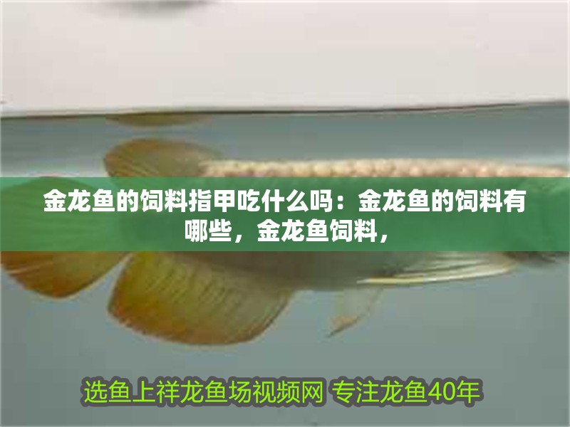 金龍魚的飼料指甲吃什么嗎：金龍魚的飼料有哪些，金龍魚飼料，