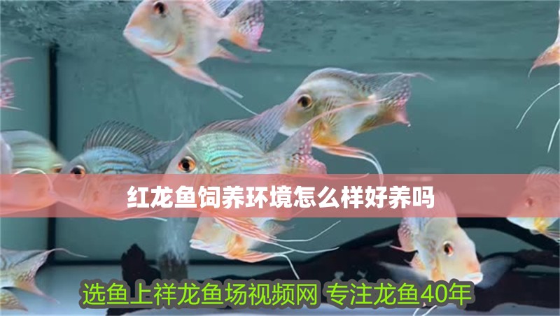紅龍魚飼養環境怎么樣好養嗎