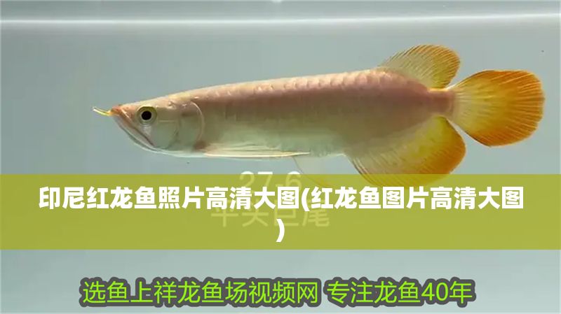 印尼紅龍魚照片高清大圖(紅龍魚圖片高清大圖)