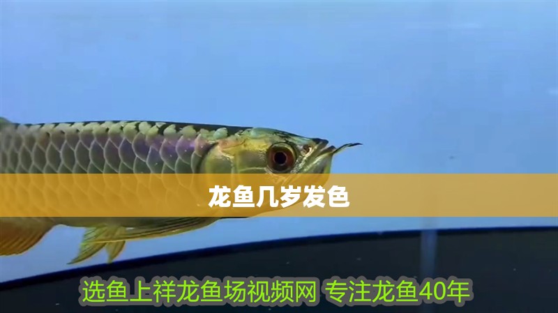 龍魚幾歲發色