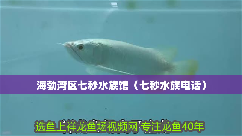 海勃灣區(qū)七秒水族館（七秒水族電話）