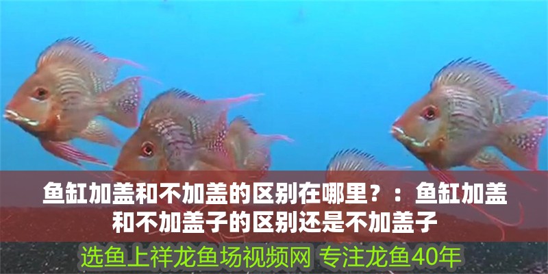 魚缸加蓋和不加蓋的區(qū)別在哪里？：魚缸加蓋和不加蓋子的區(qū)別還是不加蓋子