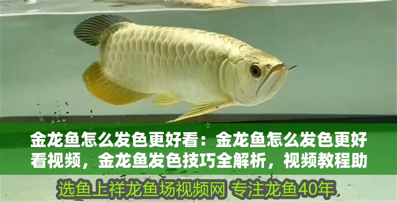 金龍魚怎么發色更好看：金龍魚怎么發色更好看視頻，金龍魚發色技巧全解析，視頻教程助你養
