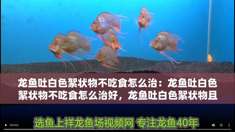 龍魚吐白色絮狀物不吃食怎么治：龍魚吐白色絮狀物不吃食怎么治好，龍魚吐白色絮狀物且拒