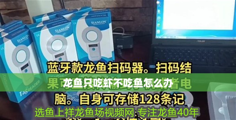 龍魚只吃蝦不吃魚怎么辦