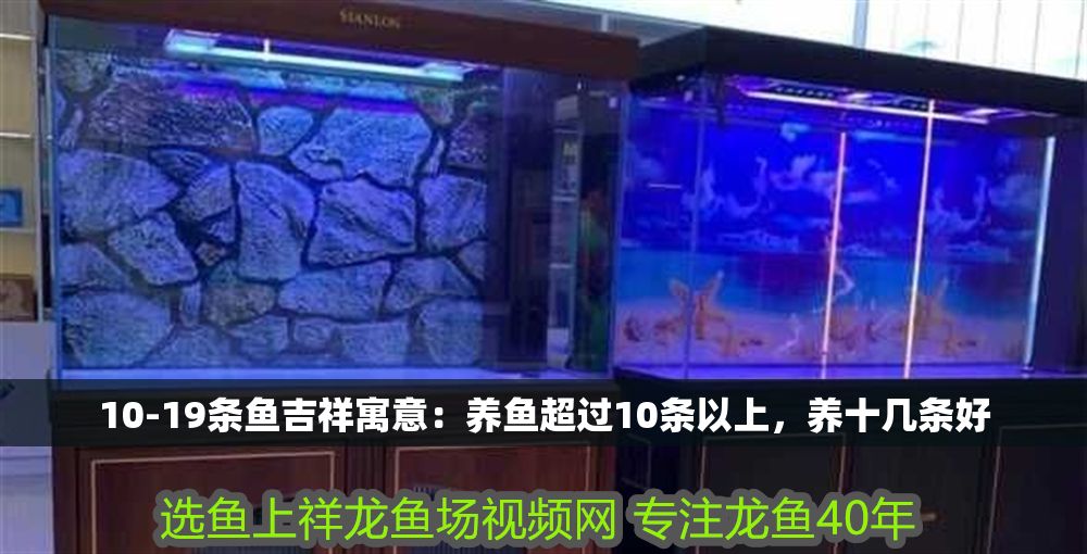 10-19條魚吉祥寓意：養魚超過10條以上，養十幾條好