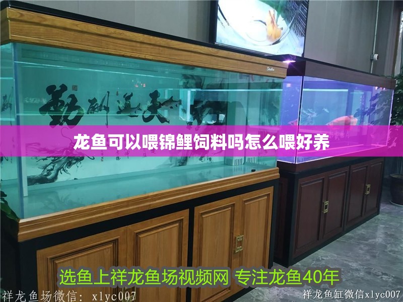 龍魚可以喂錦鯉飼料嗎怎么喂好養