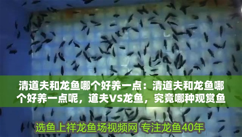清道夫和龍魚哪個好養一點：清道夫和龍魚哪個好養一點呢，道夫VS龍魚，究竟哪種觀賞魚