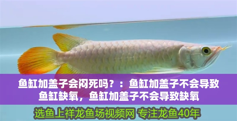 魚缸加蓋子會悶死嗎？：魚缸加蓋子不會導致魚缸缺氧，魚缸加蓋子不會導致缺氧
