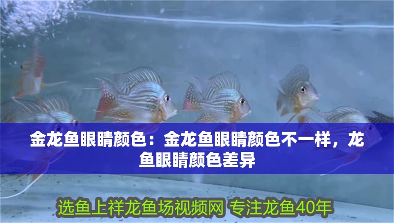 金龍魚眼睛顏色：金龍魚眼睛顏色不一樣，龍魚眼睛顏色差異