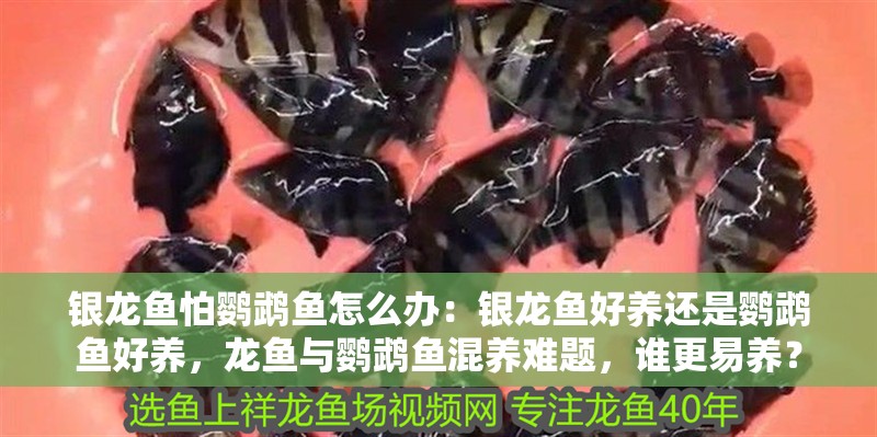 銀龍魚怕鸚鵡魚怎么辦：銀龍魚好養還是鸚鵡魚好養，龍魚與鸚鵡魚混養難題，誰更易養？