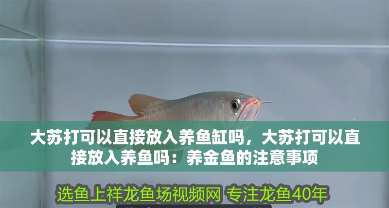 大蘇打可以直接放入養(yǎng)魚缸嗎，大蘇打可以直接放入養(yǎng)魚嗎：養(yǎng)金魚的注意事項(xiàng)