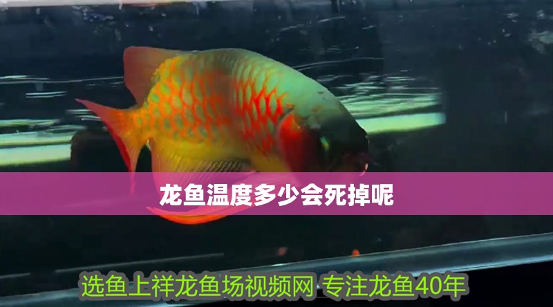 龍魚溫度多少會死掉呢