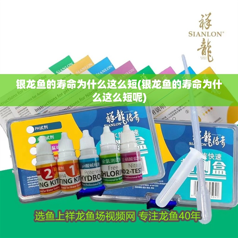 銀龍魚的壽命為什么這么短(銀龍魚的壽命為什么這么短呢)