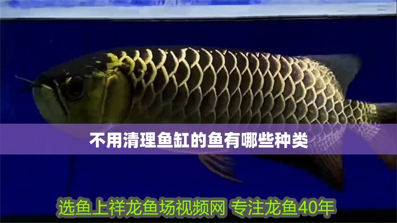 不用清理魚缸的魚有哪些種類