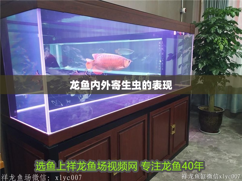 龍魚內外寄生蟲的表現